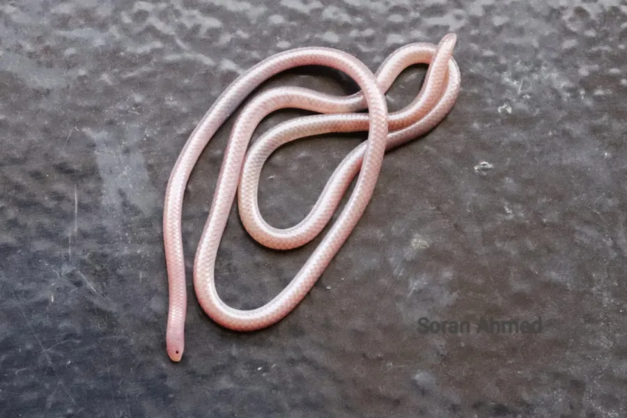 Long-nosed Worm Snake