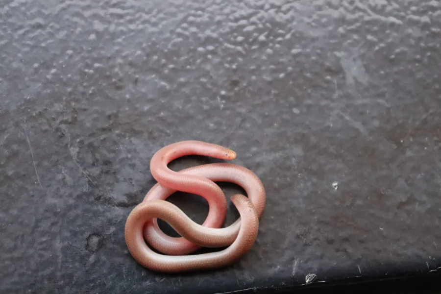 Eurasian Blind Snake