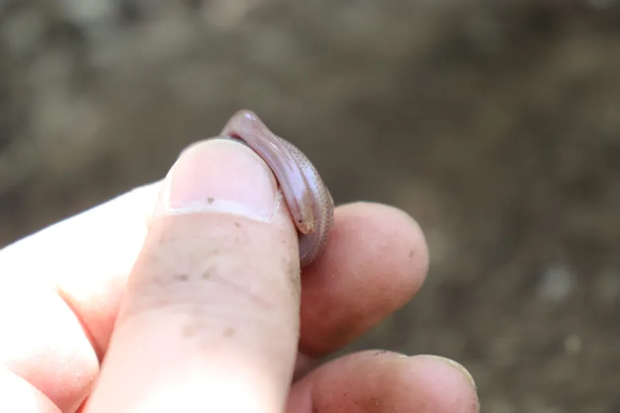 Eurasian Blind Snake