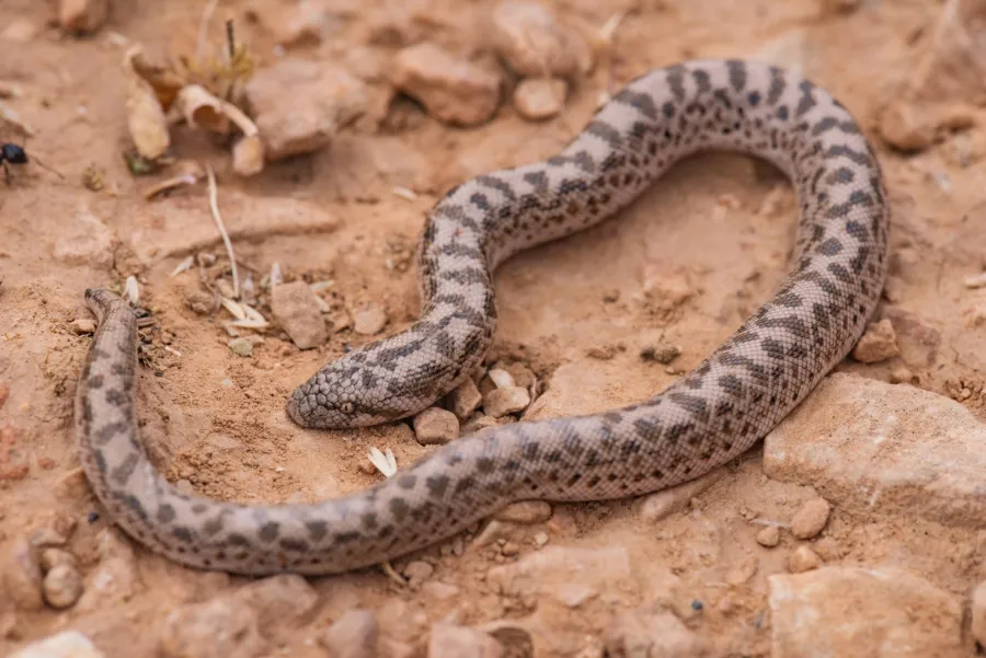 Javelin Sand Boa