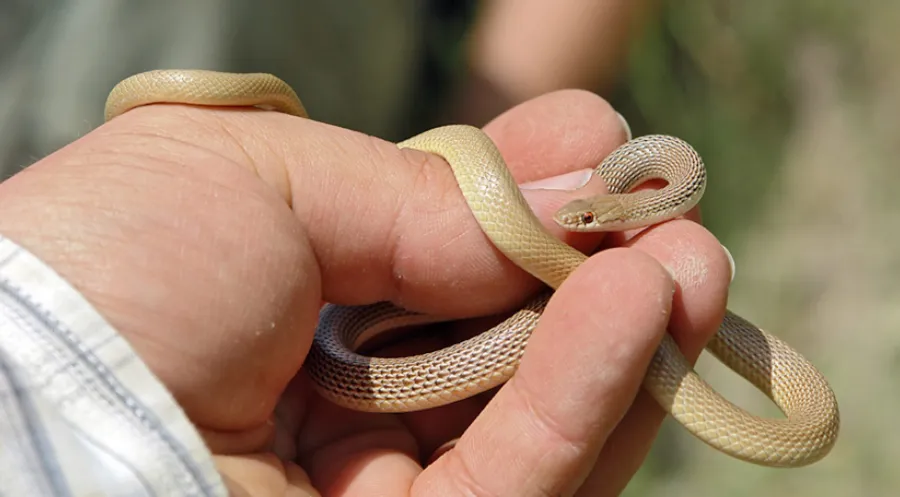 Andreas’ Racer or Zagros Whip Snake