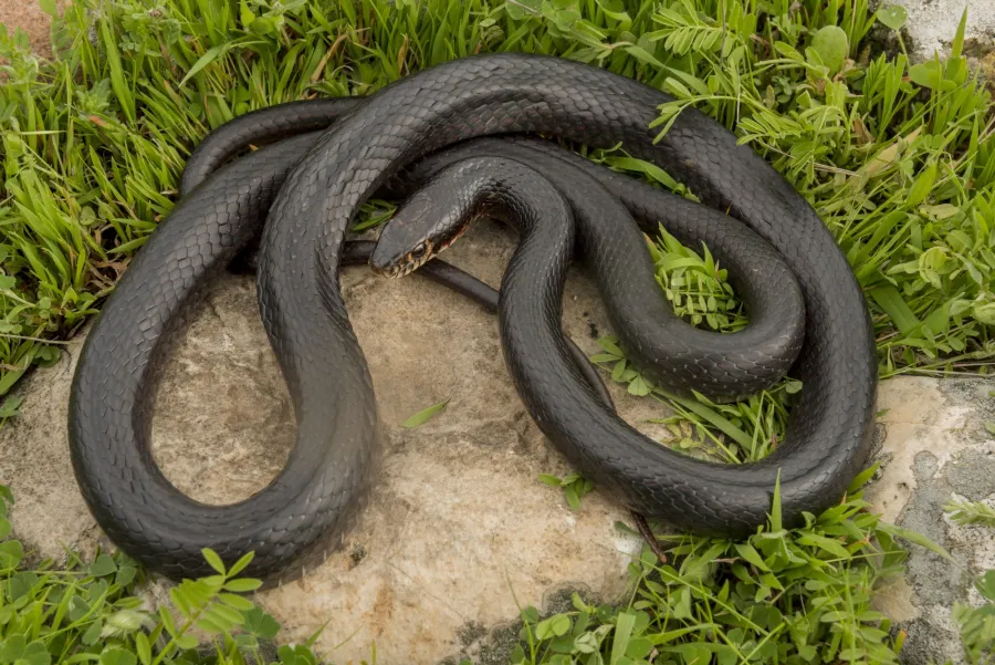 Large Whip Snake
