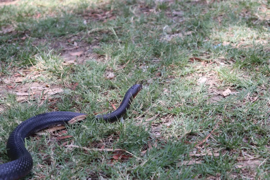 Large Whip Snake