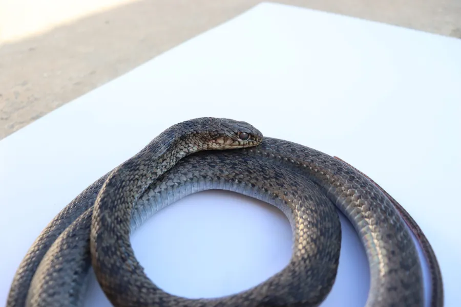 Large Whip Snake