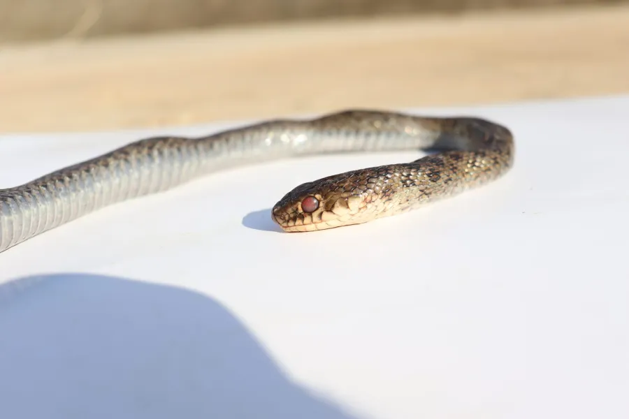 Large Whip Snake
