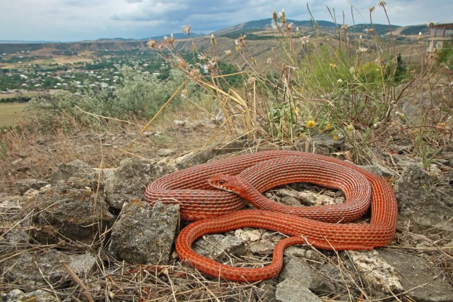 Schmidt’s Whip Snake