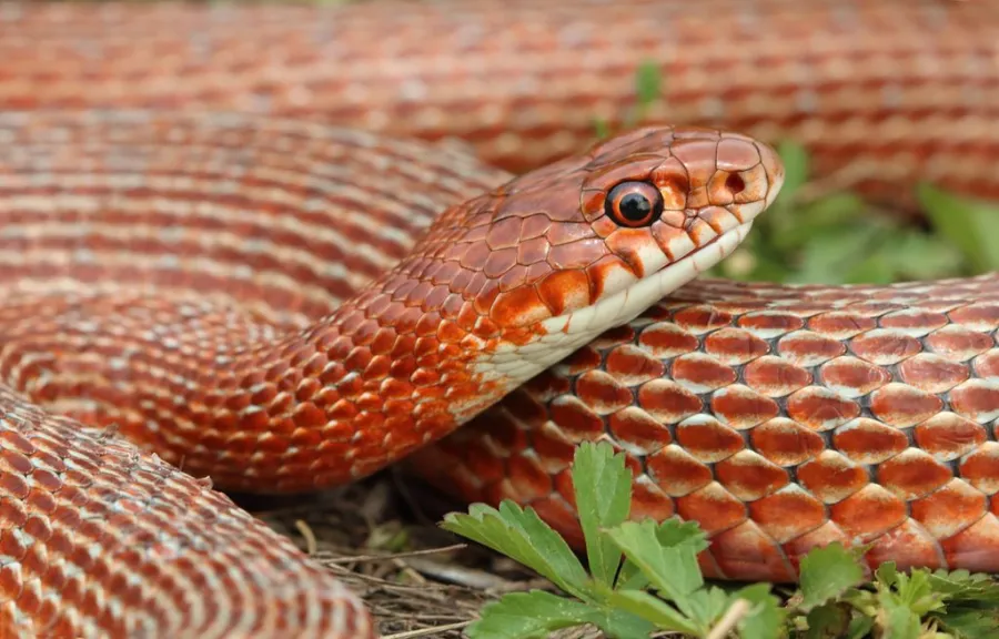 Schmidt’s Whip Snake