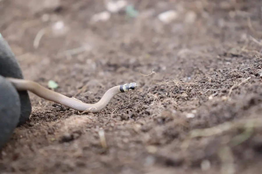 Collared Dwarf Racer