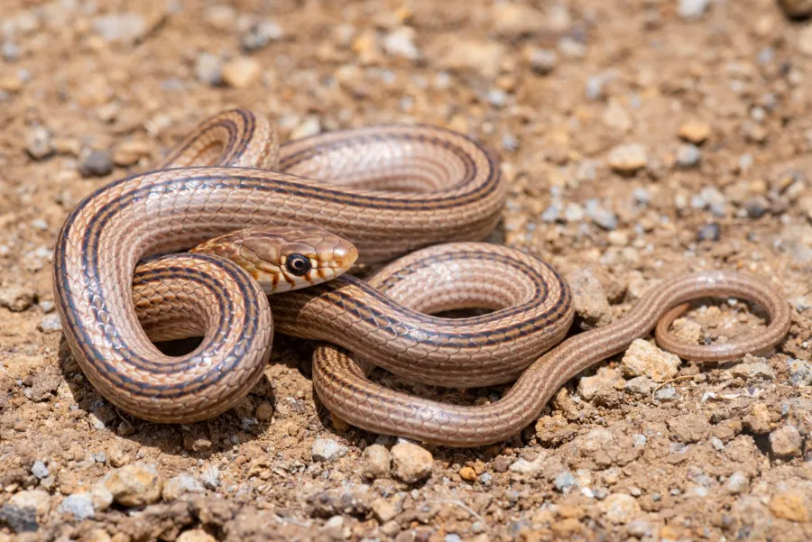 Narrow-striped Dwarf Racer