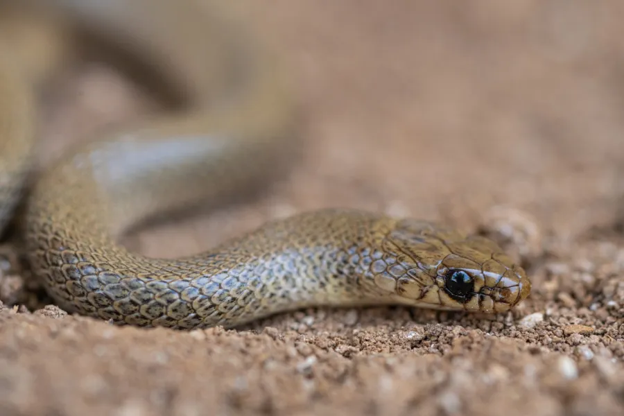 Ring-headed Dwarf Racer