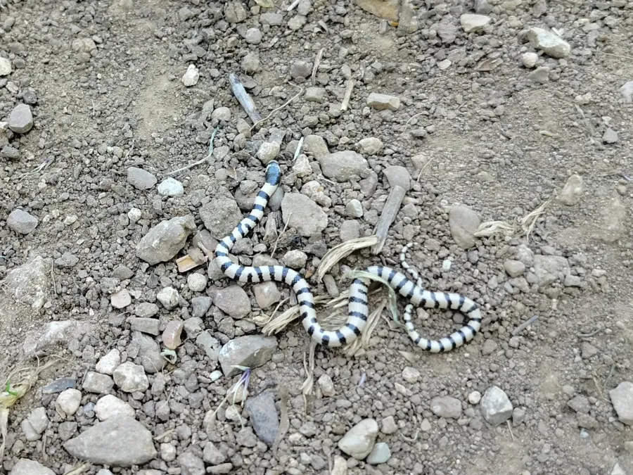 Dark-headed Dwarf Racer