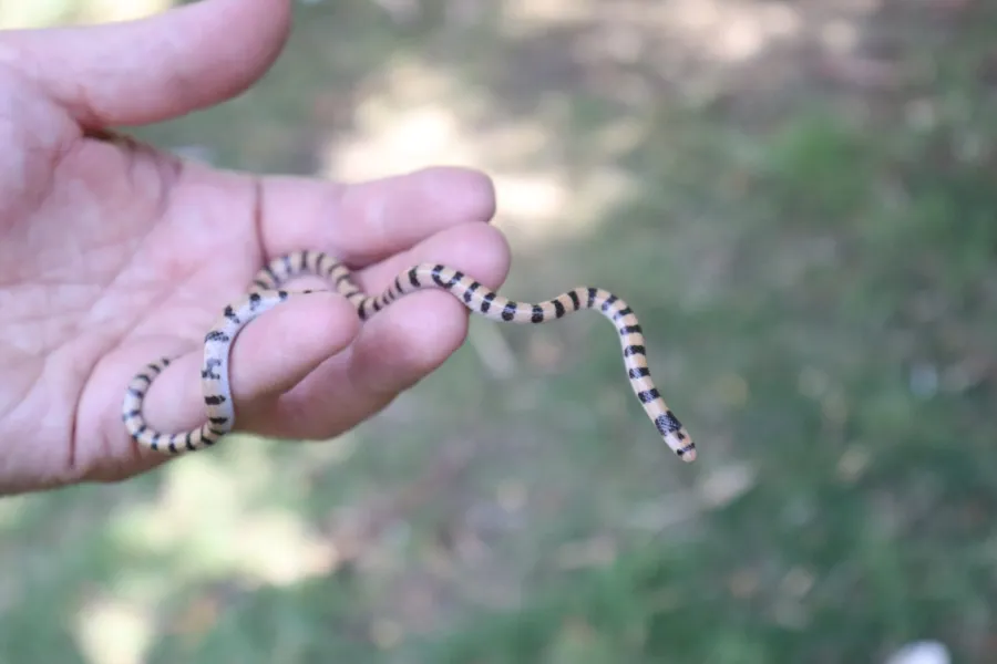 Dark-headed Dwarf Racer