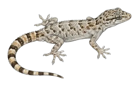 Asia minor thin-toed gecko