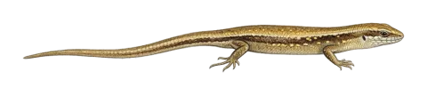 Asian Snake-eyed Skink