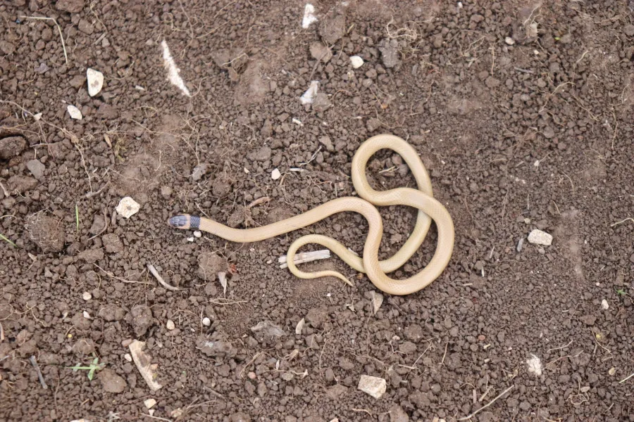 Western Dark-headed Dwarf Racer