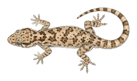 Baluch rock gecko, Arabian desert gecko, Southern tuberculated Gecko