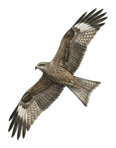 Black-eared Kite