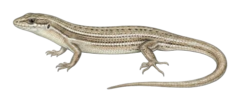 Bridled Skink