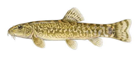 Choman loach