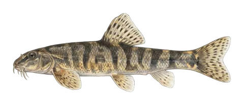 Choman stone loach or Kurdistan stone loach