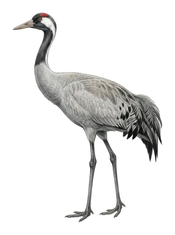Common Crane