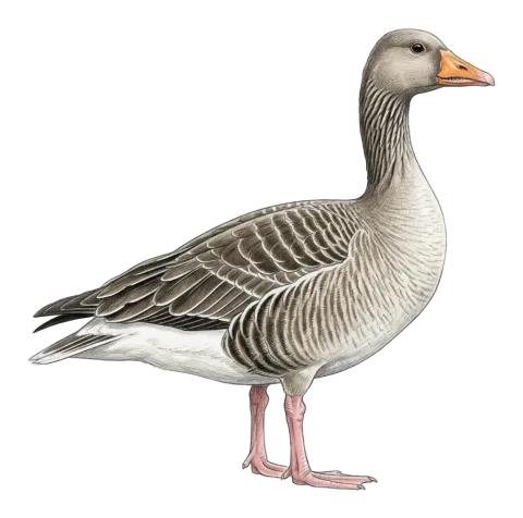 Eastern Greylag Goose