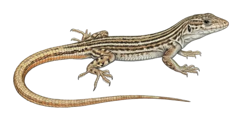 Fringe-fingered Lizard
