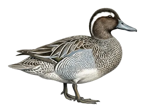 Garganey