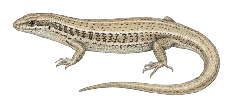 Golden Grass Mabuya Southern Grass Skink