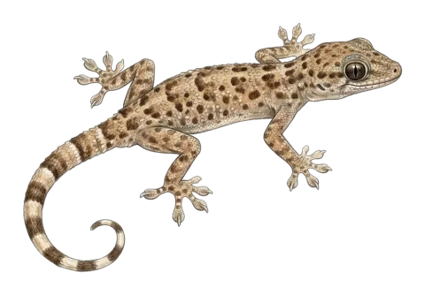 Grey spotted leaf-toed gecko