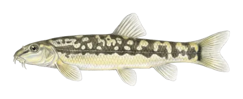 Hakkari dwarf loach