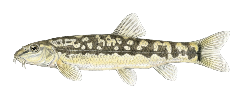 Hakkari dwarf loach