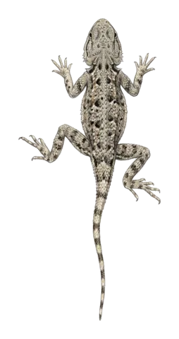 Horny-scaled agama, Oliver's agama