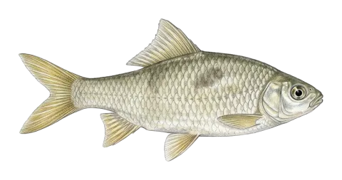 Kais kingfish, smallmouth lotak