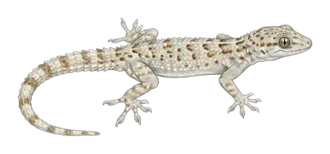 Keeled rock gecko, rough-tailed gecko