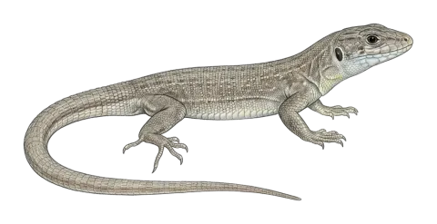 Kurdistan Lizard