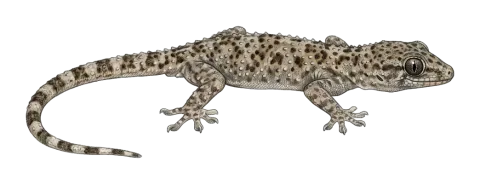 Kurdistan gecko Lorestan gecko