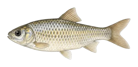 Largemouth lotak (Kangal fish)