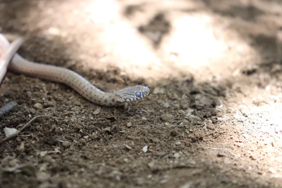 Dotted Dwarf Racer