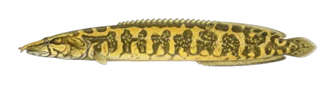 Mesopotamian spiny eel