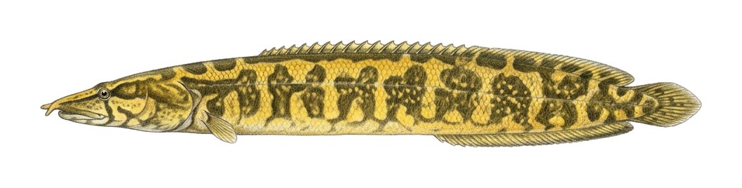 Mesopotamian spiny eel