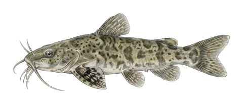 Mesopotamian sucker catfish, Kurdistan catfish