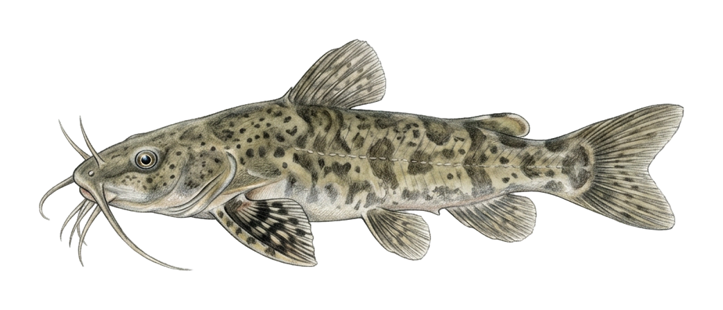 Mesopotamian sucker catfish, Kurdistan catfish