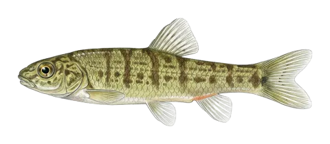 Molavi Loach