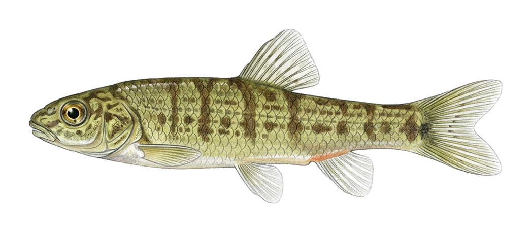 Molavi Loach