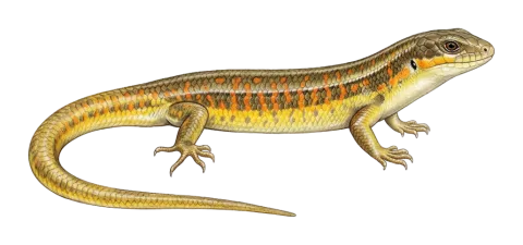 Schneider's Skink
