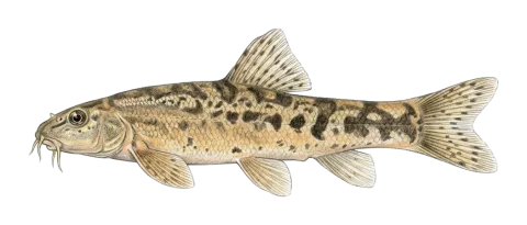 Sirvan two-spot loach