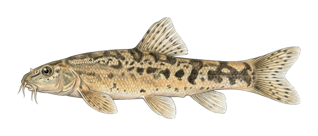 Sirvan two-spot loach