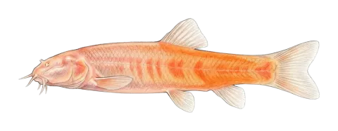 Tabin blind loach, Tabin blind cave fish