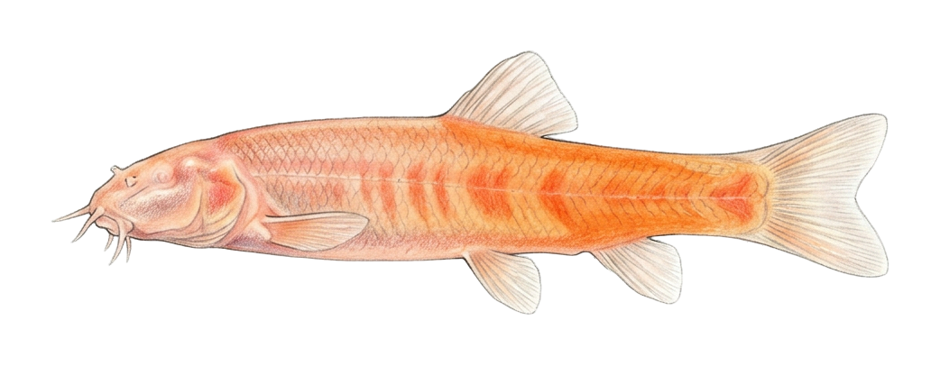 Tabin blind loach, Tabin blind cave fish